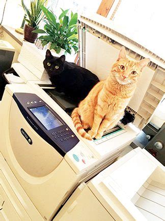 Image result for Cat On Copy Machine