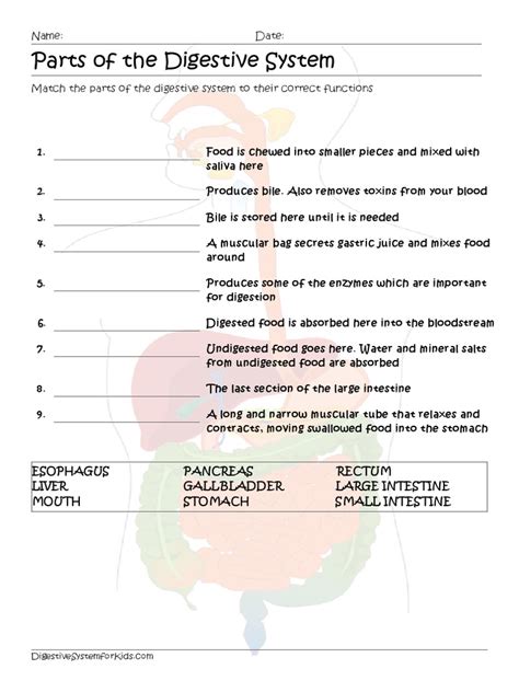 Image result for Digestive System Matching Activity Worksheet