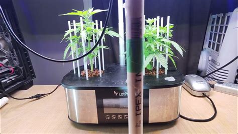 Permanentmarker Autoflower എന്നതിനുള്ള ഇമേജ് ഫലം