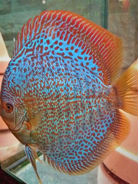 Freshwater Discus Fish に対する画像結果