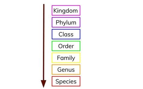 Image result for Classification Background