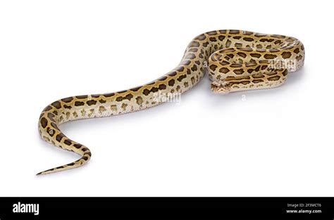 Image result for Python Length Animal