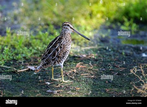 Afbeeldingsresultaten voor Common Snipe