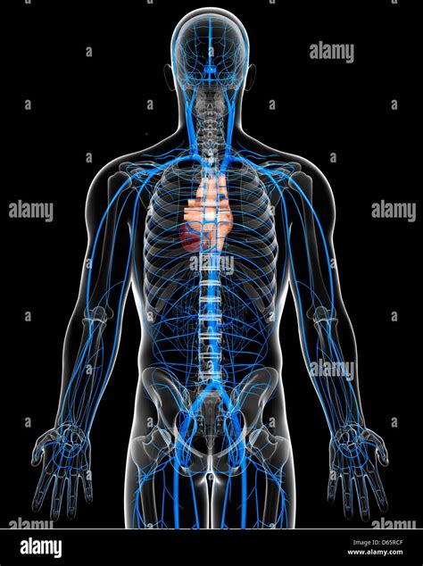 Image result for Veins Diagram 2D