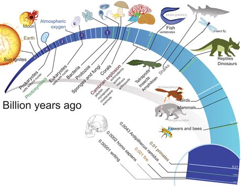 Image result for Evolution Timeline Life
