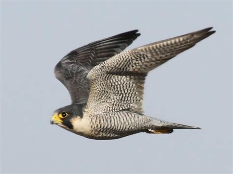 Image result for Falcon vs Hawk Difference