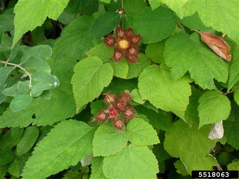 Raspberry Plant Identification に対する画像結果
