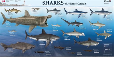 Image result for Different Types of Sharks