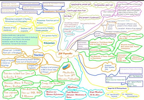 Afbeeldingsresultaten voor Cell Structure Mind Map