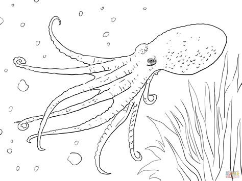 Image result for Octopus Colouring In