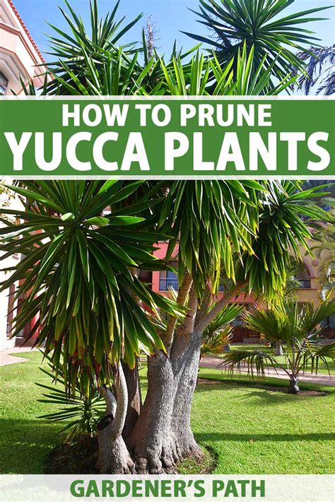 Image result for How to Propagate an Outdoor Yucca