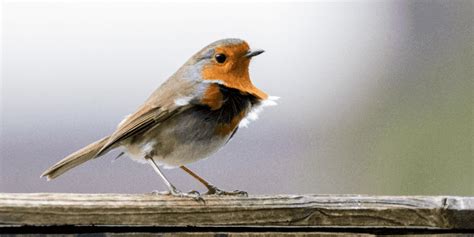 Image result for Orange Colour