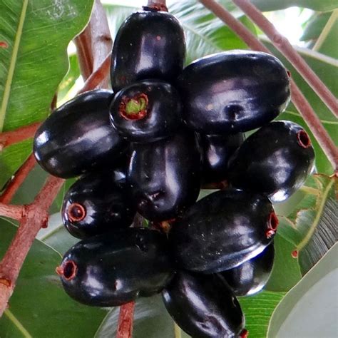 Image result for Java Plum