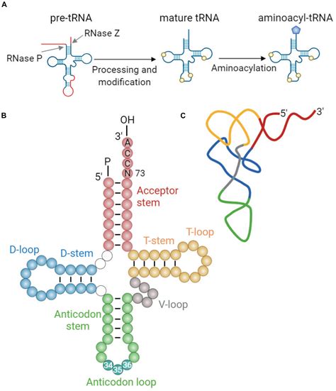 Image result for tRNA Codon