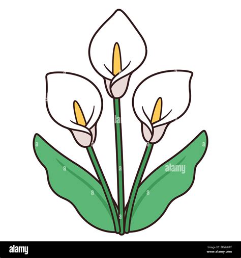 Image result for Calla Lily Line Drawing