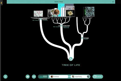 Image result for The Evolution Lab Gecko Tree Answer Key PDF