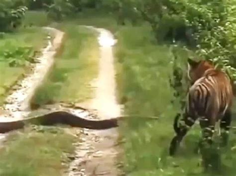 Toradh íomhá ar Tiger and Python