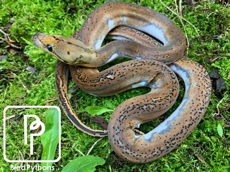 Pied Reticulated Python に対する画像結果