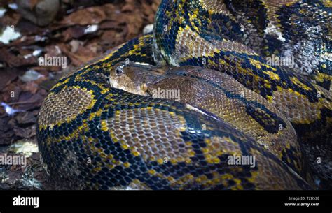 Image result for Retic Python Adult