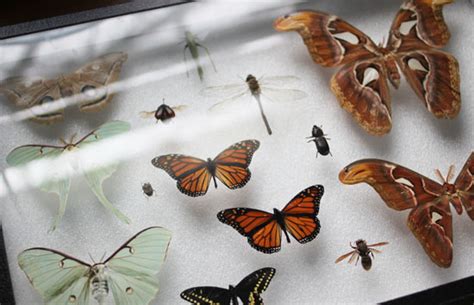 Image result for Insect Pinning