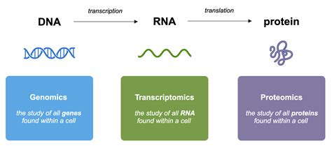 Image result for Type of Transcriptomics