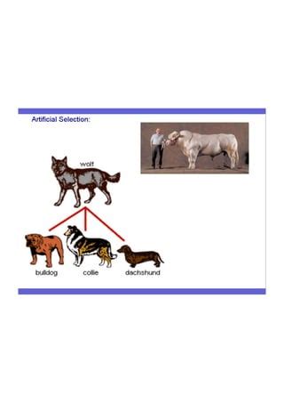 Image result for Different Evolution Optimization Flowchart