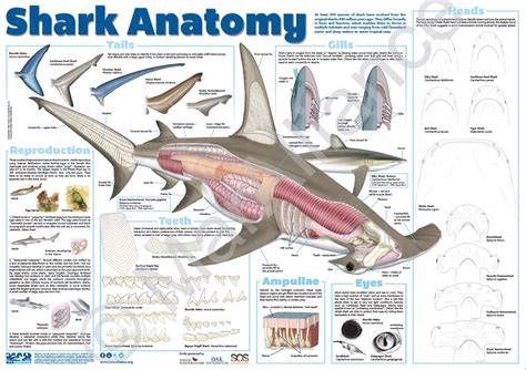 Female Shark Dissection Shark Paper Dissection (Male) By Biology Buff