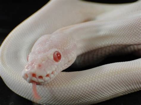 Red Eye Python に対する画像結果