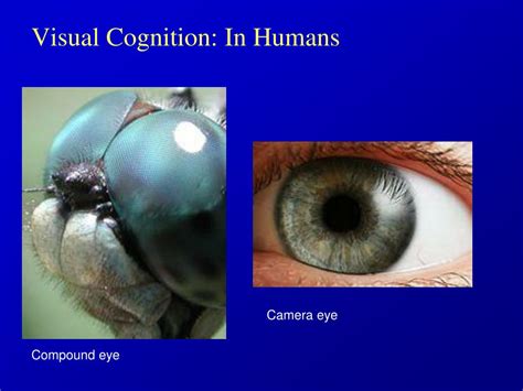 Image result for Visual Cognition Examples