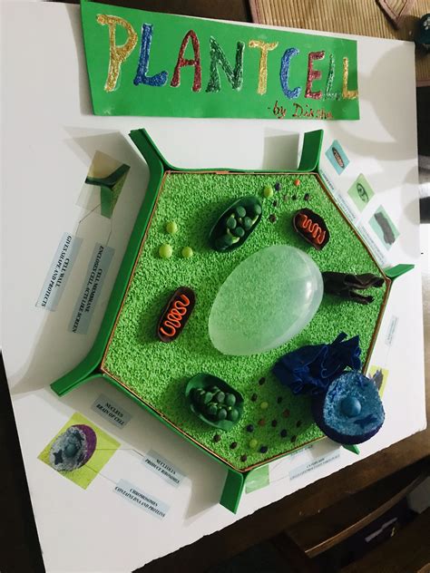 How to Make a Model of Plant Cell に対する画像結果