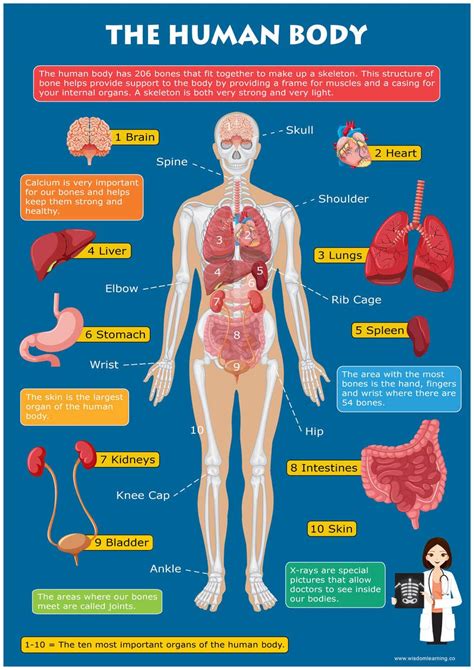 Image result for Learn Basic Organ