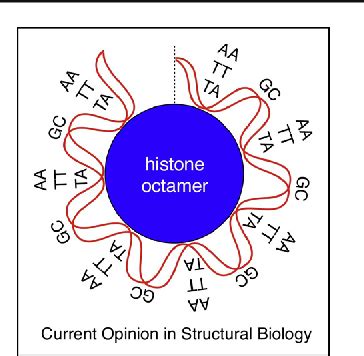 Image result for Histone Octamer