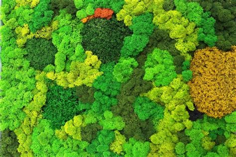 Moss Wall Texture