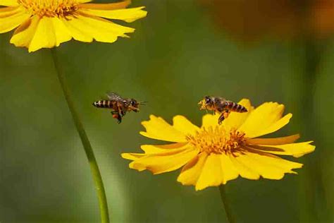 Image result for How Bees Fly