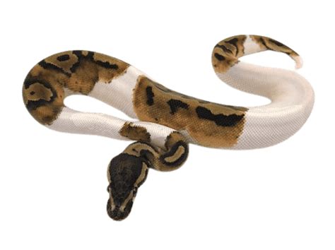 Toradh íomhá ar Ball Python Transparent
