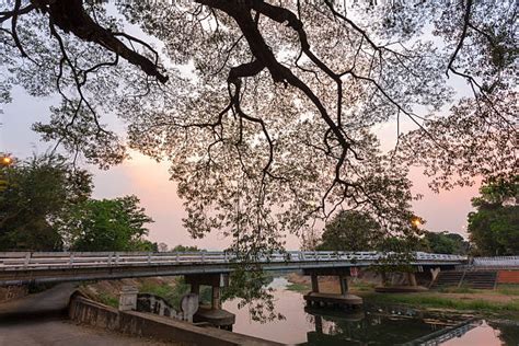 Fig Tree Bridge に対する画像結果