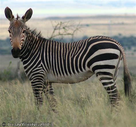 Image result for Zebra Gamer Kevin