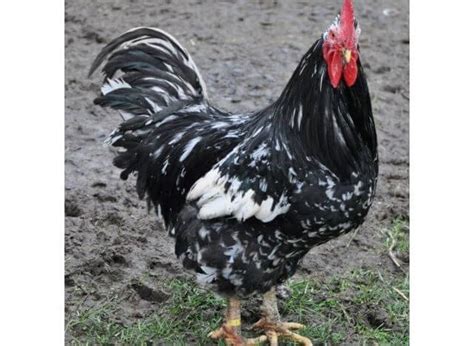 Image result for Java Chicken Breeders