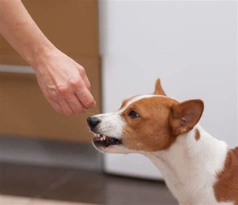 Image result for Growling