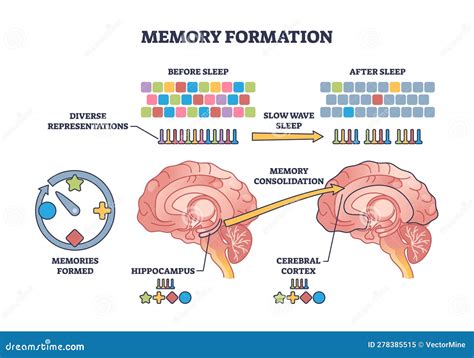 The Process of Memory Formation に対する画像結果