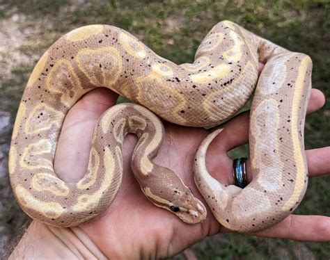 Image result for Lesser Banana Calico Ball Python