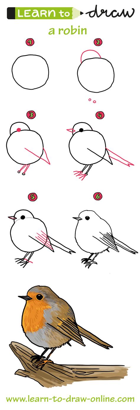 Image result for How to Catch a Robin Bird