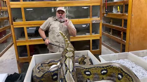 Reticulated Python Attacks On Humans に対する画像結果