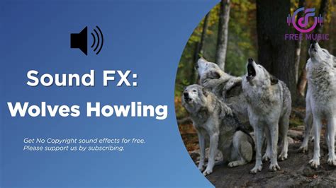 Image result for Wolves Howling Audio