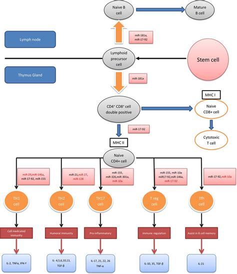 Afbeeldingsresultaten voor Adaptive Immunity Flow Chart