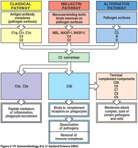 Image result for Complement System in Adaptive Immunity