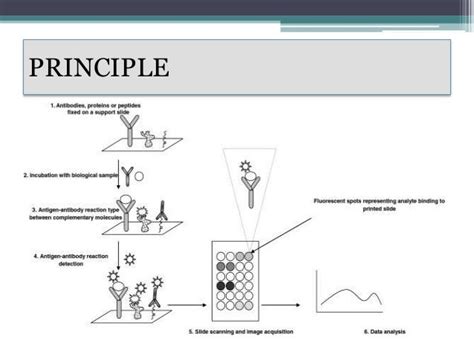 Toradh íomhá ar Principle of Protein Microarray
