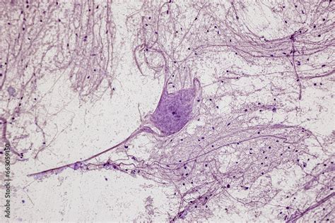 Image result for Neuron Microscope Slides