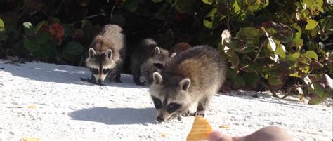 Image result for Raccoon Scats Identification Chart