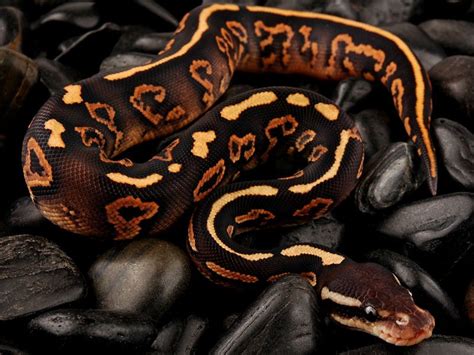 Image result for Cool Ball Python